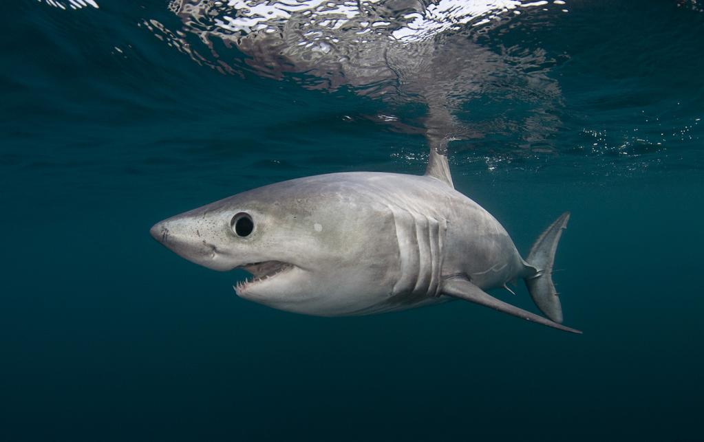 Doug Perrine/SeaPics.com If ICCAT members continue to target sharks, or to retain shark bycatch, management measures must be enacted that take into account the precautionary principle.