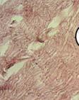 Histology of the