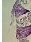 Micrograph of