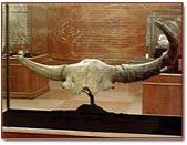 The lion opened the bison from the side, peeling back the skin and exposing the vertebrae, ribs, and upper limbs.