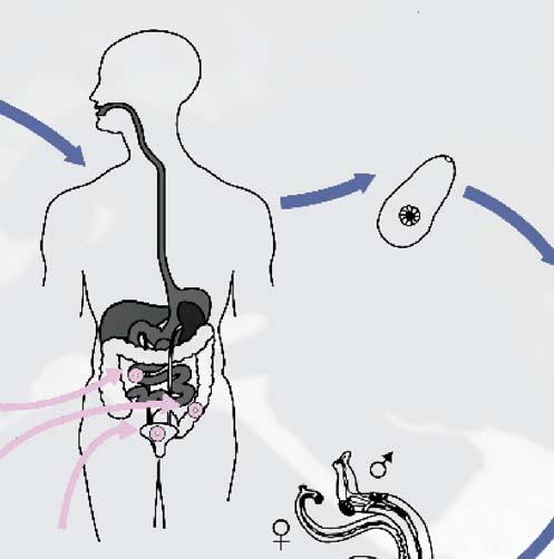miracidia in faeces in urine LIFE-CYCLE Schistosoma mansoni Schistosoma.
