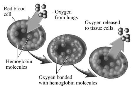 CO 2 in the blood is also transported on hemoglobin Hemoglobin and Oxygen Transport Functions of the Respiratory