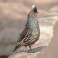 2) are stocky ground-dwelling members of the pheasant family that are not native to North America. They grow to a length of 13 to 15 1/2 ins.