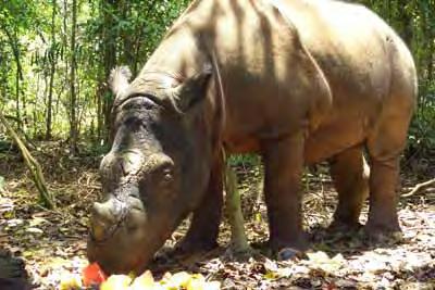 She is a particularly loud rhino, and often vocalizes, especially when people are close by, or when her regular feeding time is approaching.