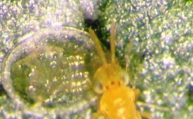 0 mm long. Females have bright yellow bodies with clubbed antennae (Fig 1).