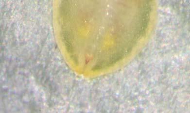 emerge from the whitefly remains (Fig
