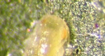7). A round hole in the pupal skin