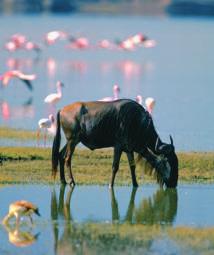 Tanzania s Wildlife Reserves Almost one-quarter of Tanzania is now wildlife reserves. The animals in these areas are protected by law. The Selous Game Reserve is the world s largest wildlife park.