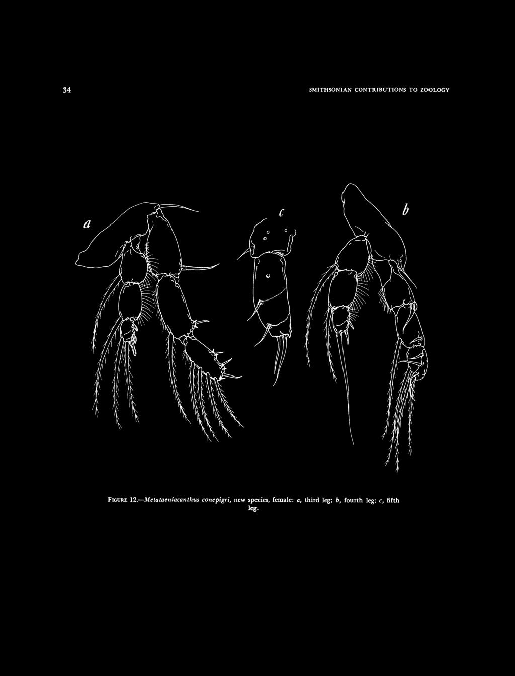 Metataeniacanthus conepigri, new
