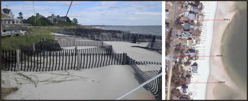 Figure 13. Photo looking north at Profile MA3-5 showing dune fencing collecting sand in the backshore (left).