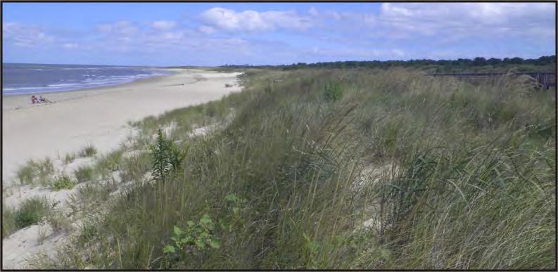 At the most southern portion, all of the dune that was originally mapped in 1 has been eroded and at profile 3-7, a revetment was built to protect the upland structure making it highly unlikely that