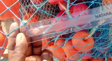 Sardine, Mullet,Milk fish, Mathi, shrimps No. Of meshes in length 15000 No.