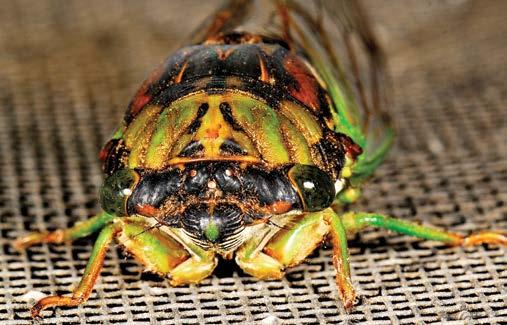 Use of specialized predators for biocontrol To what extent this wasp might succeed as a biological control agent against brown marmorated stink bugs has not been studied.