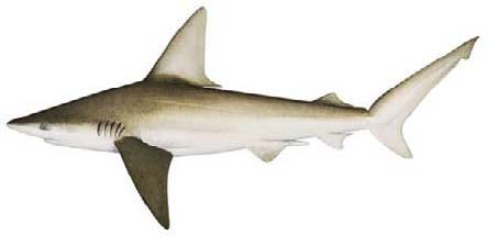 Sandbar shark (Carcharhinus plumbeus) SHK-0 interdorsal ridge present precaudal pit Distinguishing present features Interdorsal ridge present st dorsal fin origin well forward of the free rear tips