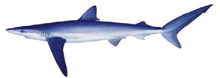 Blue shark (Prionace glauca) SHK-09 no interdorsal ridge precaudal pit present Distinguishing features interdorsal ridge conspicuous fin markings spines on dorsal fins nd dorsal fin less than half