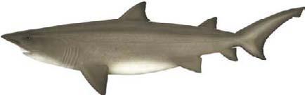 Sandtiger shark (Herbst s nurse shark) (Odontaspis ferox) PROTECTED SHKno interdorsal ridge precaudal pit present interdorsal ridge conspicuous fin markings spines on dorsal fins nd dorsal fin