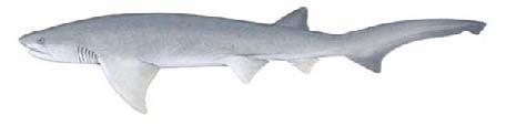 Broadnose shark (torynchus cepedianus) SHK-7 no precaudal pit Distinguishing features Seven gill slits One dorsal fin only Upper body peppered with black and/or white spots Distance between end tip