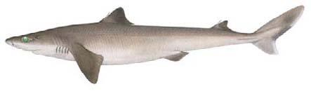 Dark-tailed dogfishes Greeneye dogfish - Squalus choloroculus rthern greeneye dogfish - Squalus montalbani Eastern longnose dogfish - Squalus grahami SHK-9 This example: rthern greeneye dogfish no
