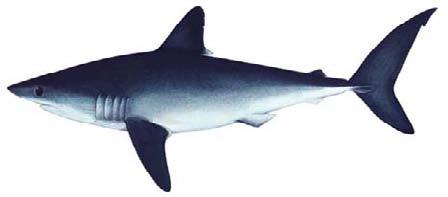 Porbeagle shark (Lamna nasus) SHK-7 Pointed, conical snout Crescent-shaped tail with secondary keel below the extension of the main caudal peduncle keel Moderately long, slender, smooth-edged teeth