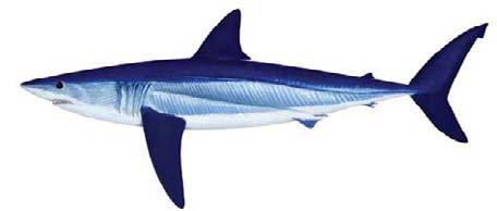 Shortfin mako shark (Isurus oxyrinchus) SHK-8 5 Distinguishing features 5 4 Pointed, conical snout Crescent-shaped tail upper and lower tail lobes of quite similar length Long, slender, pointed teeth
