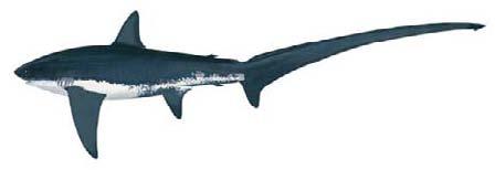 Thresher shark (Alopias vulpinus) SHK-0 Distinguishing features 4 Rounded and only slightly pointed snout Very long upper tail lobe similar in length to body (excluding tail) groove on head 4 White