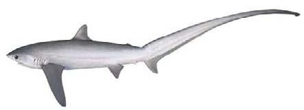 Pelagic thresher (Alopias pelagicus) SHK- 4 Rounded and only slightly pointed snout Very long upper tail lobe similar in length to body (excluding tail) groove on head 4 Skin colouring immediately