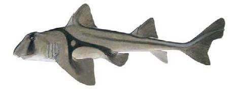 Port Jackson shark (Heterodontus portusjacksoni) SHK-44 Distinguishing features tassels or skin lobes extruding from the upper lip Prominent spines extending from origins of both dorsal fins Dark