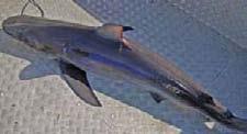 Identifying parts of the shark fin origin st dorsal fin Interdorsal ridge upper