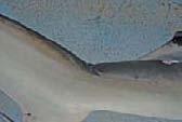 fin pelvic fins gill slits pectoral fins lower tail lobe snout dusky tipped dipped