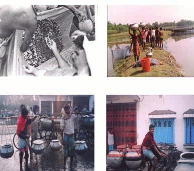 7.11 Freshwater fish seed resources in India 305 and Chowdhary (1956) described the traditional method of transporting fry and fingerlings in hundies, practiced in Bengal.