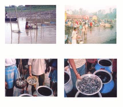 306 Assessment of freshwater fish seed resources for sustainable aquaculture PLATE 7.11.
