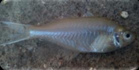 represented by 1 species, Clarias batrachus, the family Bagridae