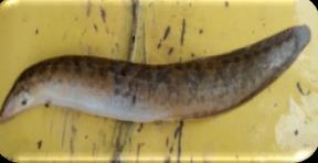 Notopterus notopterus Fig 3: The representative fish species