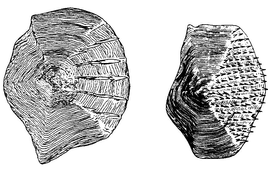 131 2a. Snout rather bluntly pointed, its dorsal profile convex and highly arched (Fig.315); s with 5 to 7 divergent rows of small spinules (Fig.