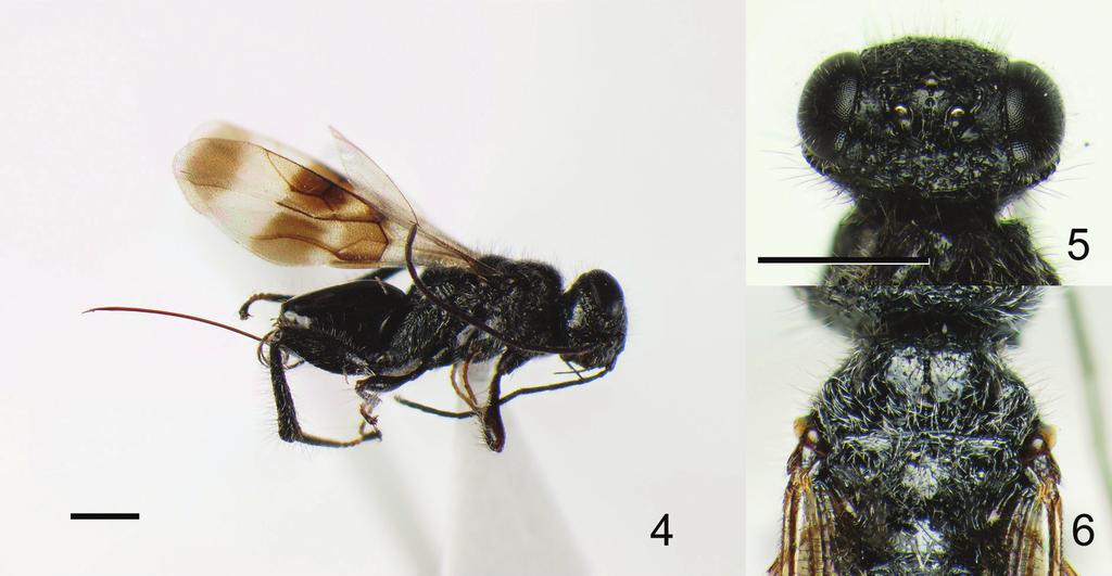 A taxonomic study on the genus Ettchellsia Cameron, with descriptions of three new species... 105 Figures 4 6. Ettchellsia nigripes, sp. n. (holotype).