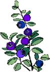 Hike and Blueberry Picking Date: Sunday, August 2 or 28, 20 Depends on weather and the berries Time: 9:30 sharp at the MacDonald's/Shell Dear Hikers and Pickers: It is time to get out of the heat and
