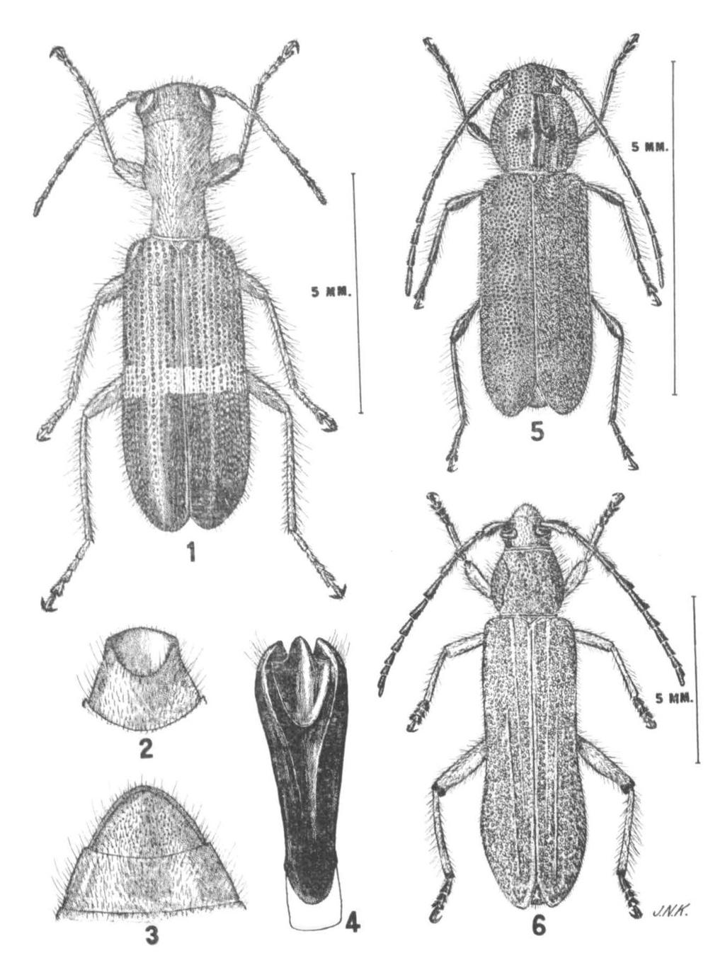 1940] Knidl: Four New Species of Western Coleoptera 557 u/v/r. 1. Cymatodera xavierae n. sp. 2. Last ventral of male C. xavierae n. sp. 3.