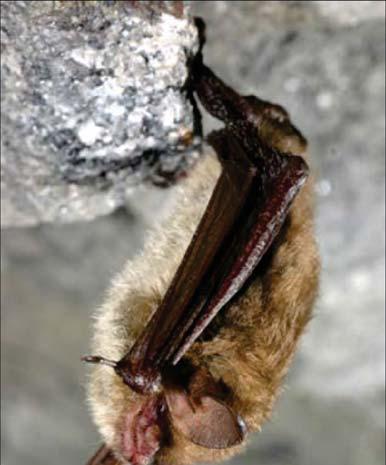 Northern Long-eared Bat Proposed Rule October 2, 2013 Proposed as