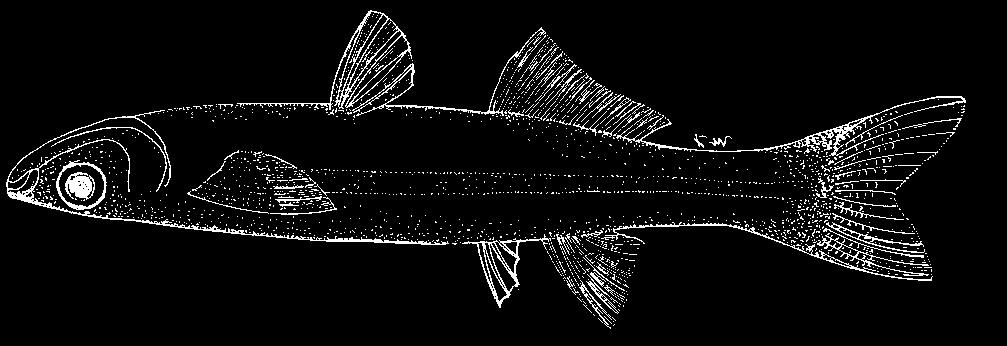 Atheriniformes: Atherinopsidae 1099 Atherinella robbersi (Fowler, 1950) En - Totumo silverside. Maximum length 64 mm standard length.