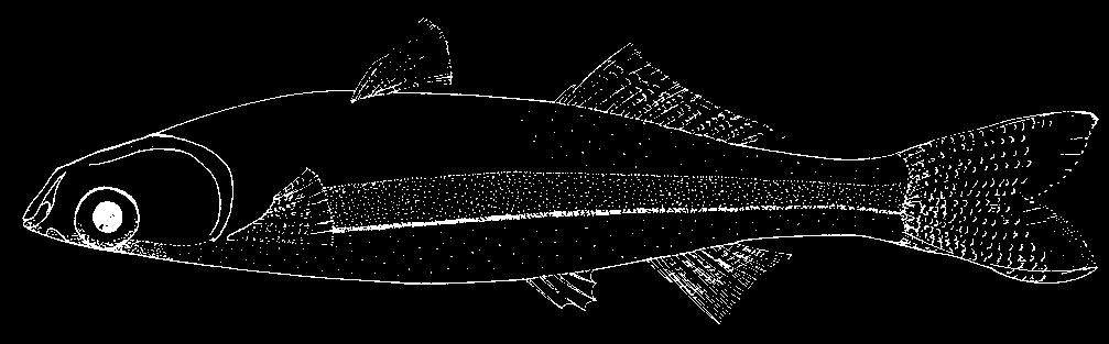 Membras analis (Schultz, 1948) En - Backwaters silverside; Fr - Athérine lacunaire; Sp - Tinícalo lagunar. Maximum known length 60 mm standard length.
