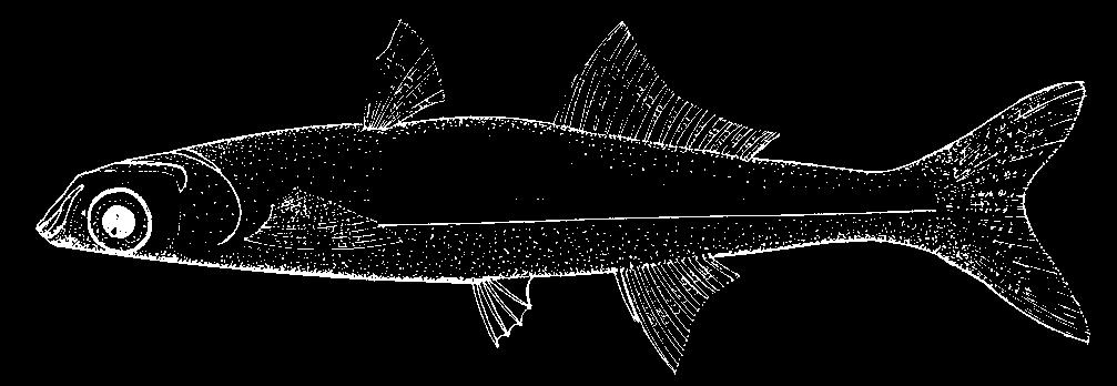 Lightly coloured species, pale to translucent above and below lateral stripe; slight peppering of melanophores over dorsum; prominent silver lateral stripe, occupying almost the entire side of the