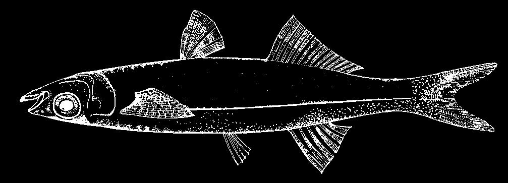 1102 Bony Fishes Menidia clarkhubbsi Echelle and Mosier, 1982 En - Texas silverside.