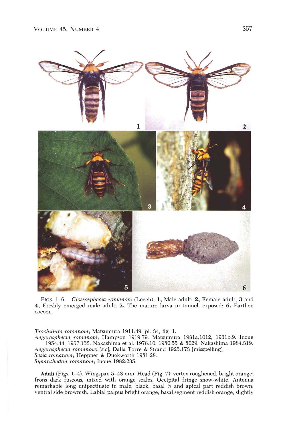 VOLUME 45, NUMBER 4 357 FIGS, 1-6, Glossosphecia romanovi (Leech), 1, Male adult; 2, Female adult; 3 and 4, Freshly emerged male adult; 5, The mature larva in tunnel, exposed; 6, Earthen cocoon,
