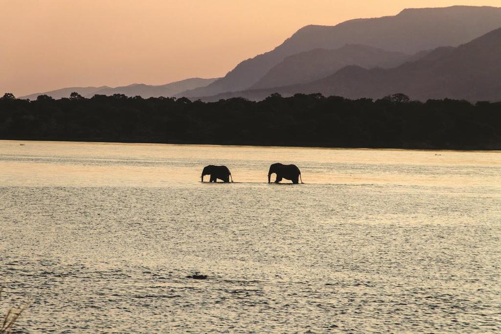 We have combined the top wildlife areas of Mana Pools and Malilangwe Wildlife Reserve.