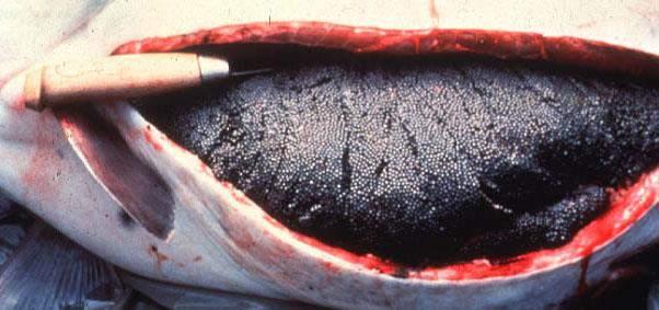in OK) Paddlefish caviar is similar to