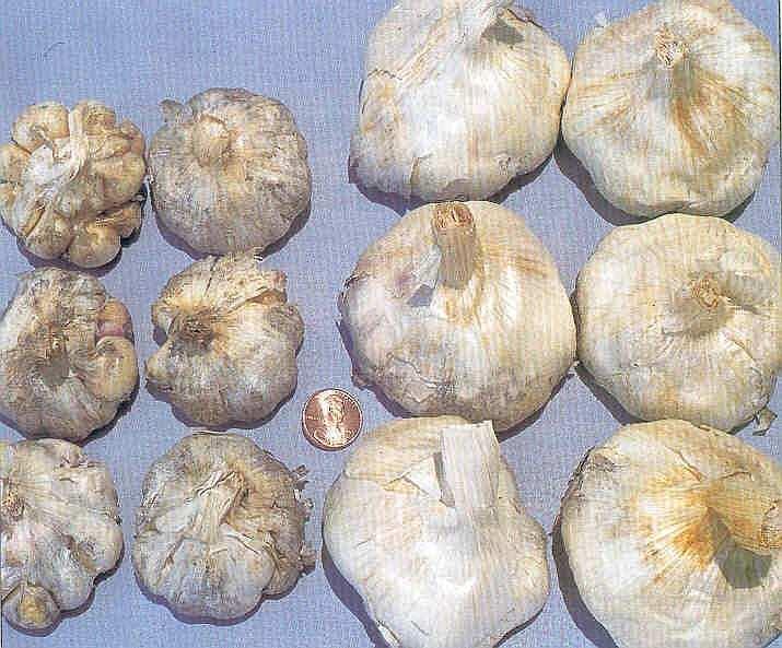 Garlic: Rust Untreated Fungicide