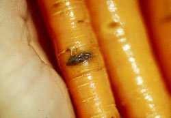 Carrots: Cavity Spot Fungal Infection Infected Carrots