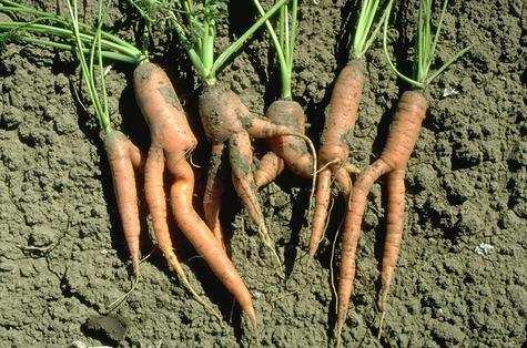 Unfumigated Carrots: Nematode Damage 25% Yield