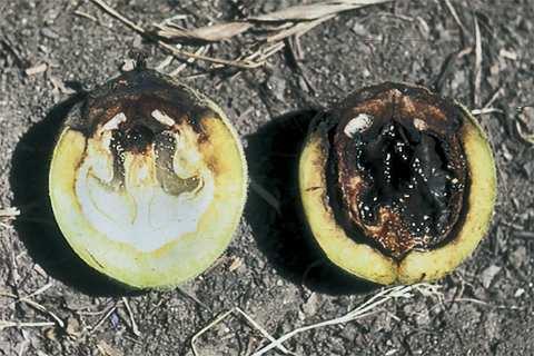 Walnut Blight: California Production losses of 5% in the