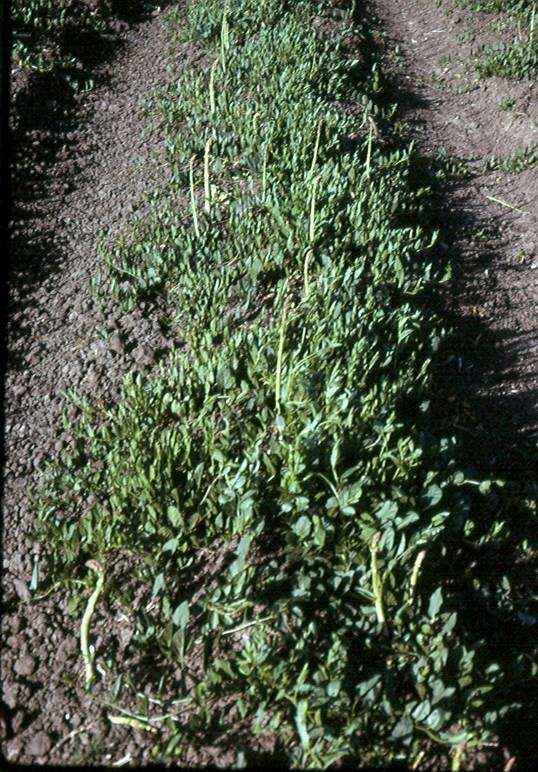 Weedy Asparagus: California Without weed control, it is